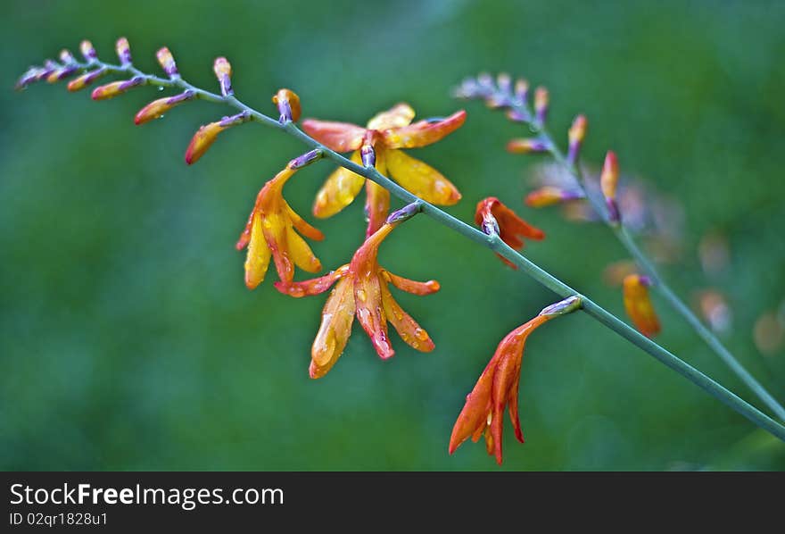 Crocosmia