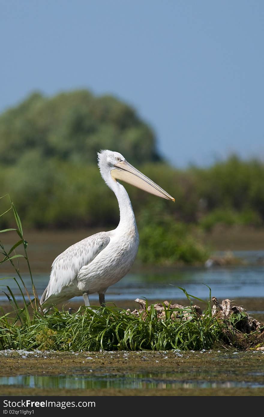 Dalmatian Pelican resting