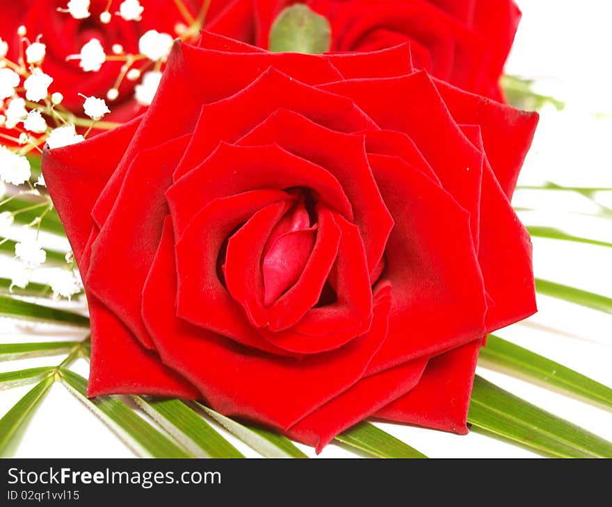 Red roses on a white background. Red roses on a white background