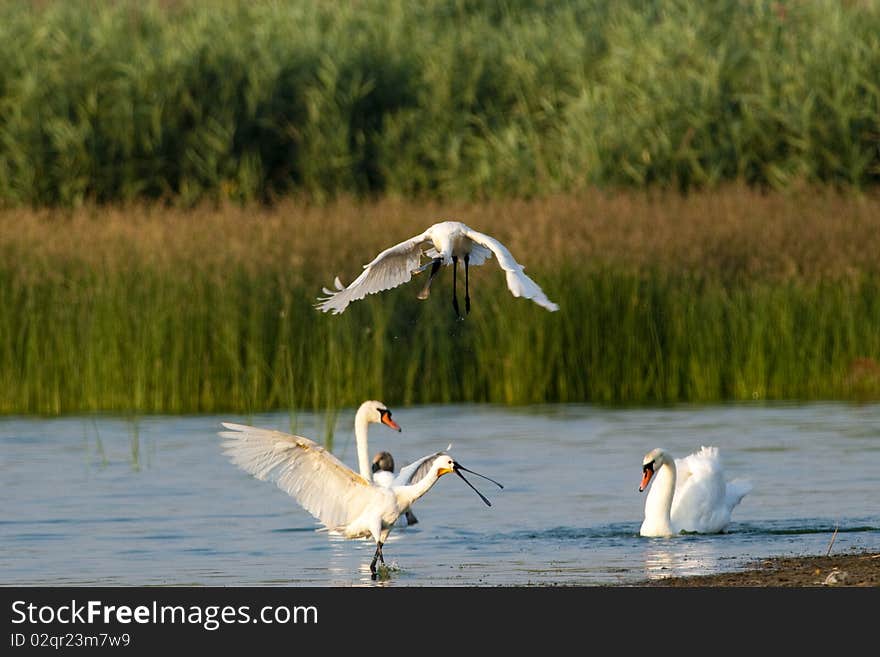 Eurasian Spoonbills Fighting