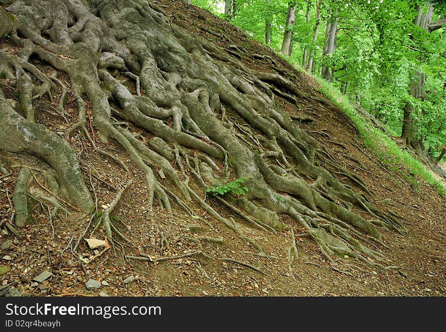 System of roots in mountain beech forest.