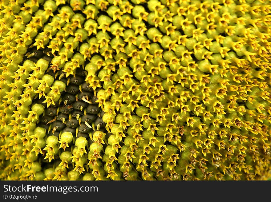 Sunflower seeds