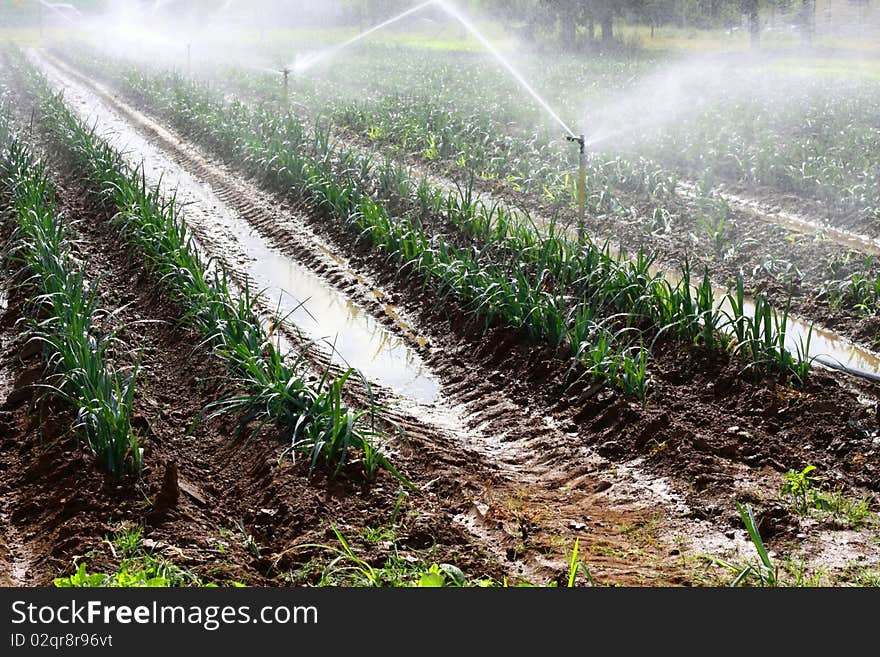 Crisis of the water in the countryside. Crisis of the water in the countryside