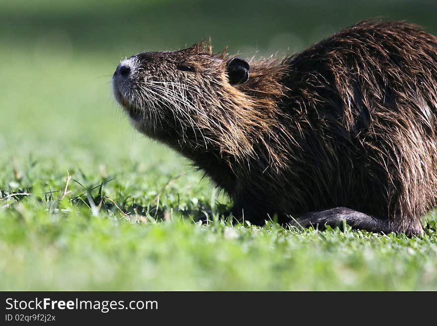 Myocastor coypus walking on the banks of Yerres