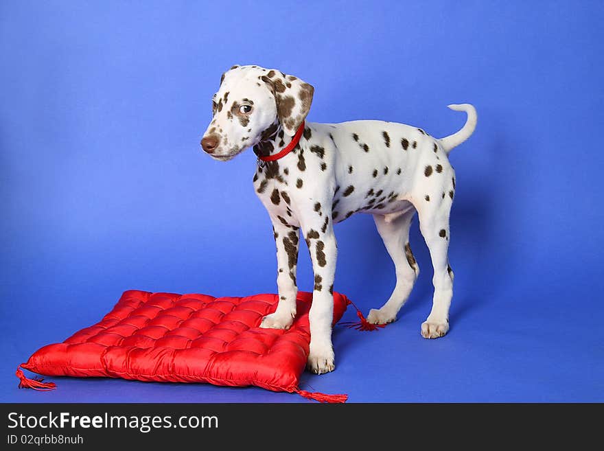 Dalmatian puppy on blue background. Shot in studio.