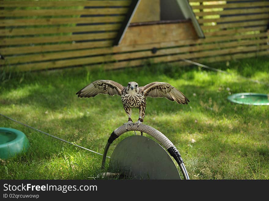 Falcon standing on a branch,wings spread,Burg Regenstein. Falcon standing on a branch,wings spread,Burg Regenstein.