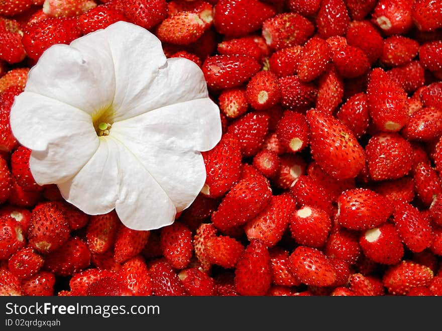 A lot of red juicy wild strawberry and a white flower. A lot of red juicy wild strawberry and a white flower