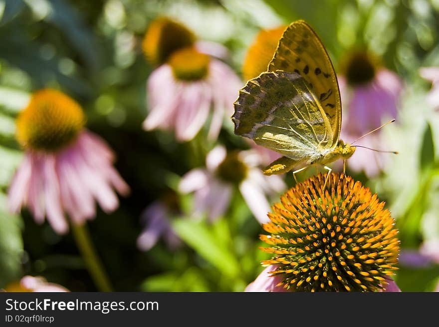 Exotic butterfly in the photo