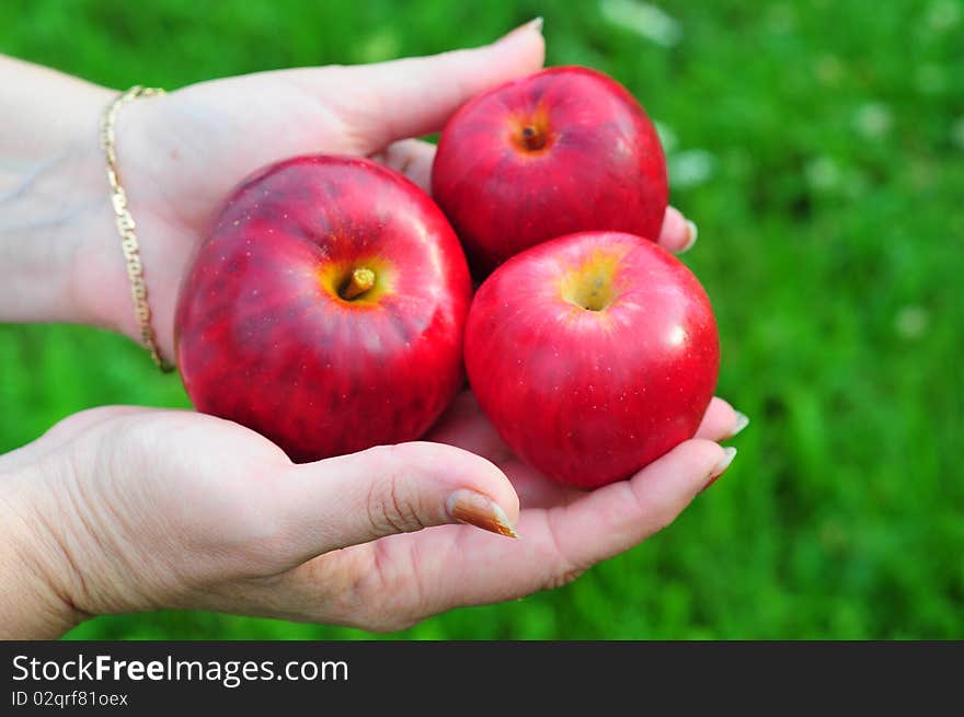 Female hands offering pile of apples. Female hands offering pile of apples