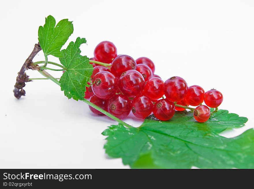 Twig of redcurrants isolated on the white background