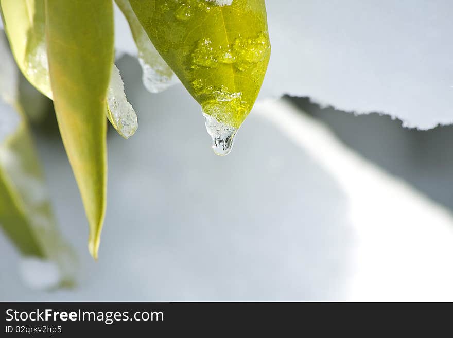 Ice at tip of leaves starting to melt and drip away. Ice at tip of leaves starting to melt and drip away