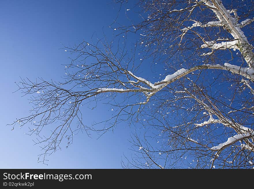 White Birch Branches