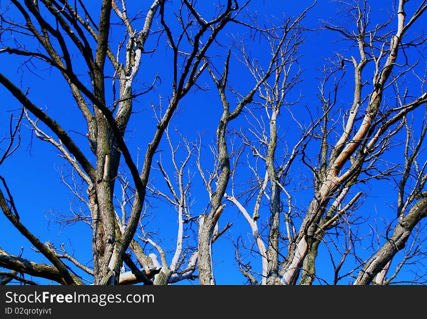 Dead tree with beautiful blue sky background