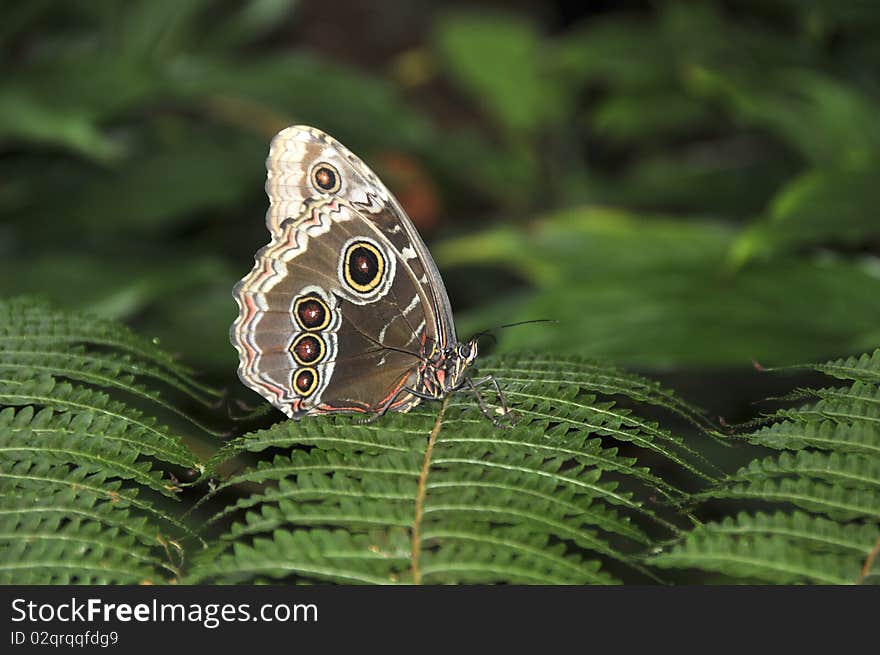 One butterfly landed on a leaf of fern. Buckeye butterfly. One butterfly landed on a leaf of fern. Buckeye butterfly.