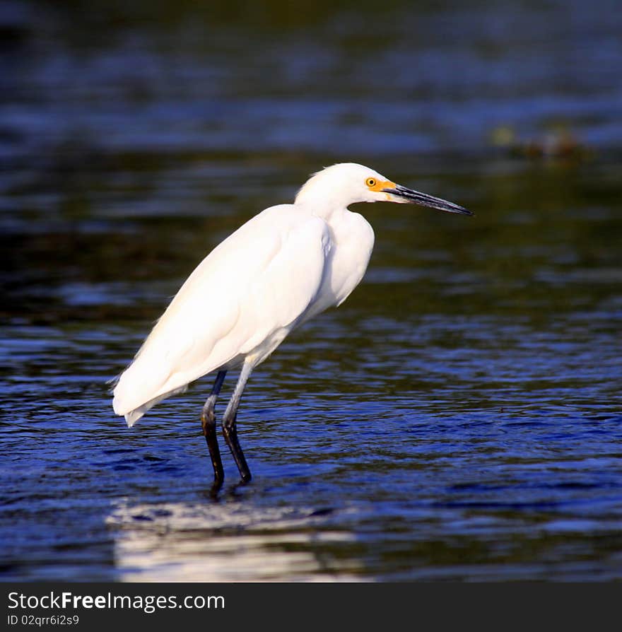 A Snowy Egret hunting in the shallow water of a lake, with ripples and reflections visible in the evening light.