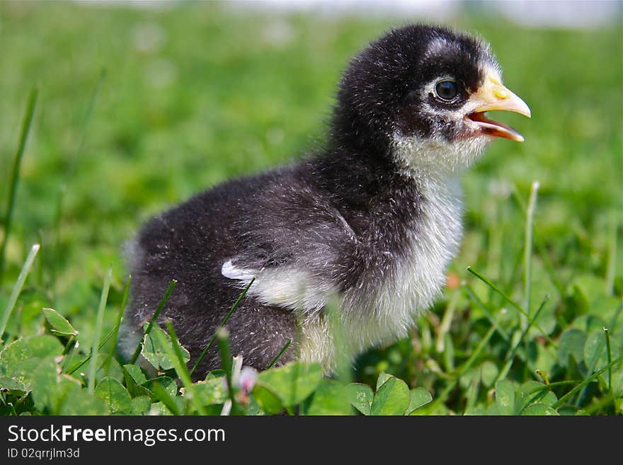 Close up portrait of a five day old chicken hopping in the grass. Close up portrait of a five day old chicken hopping in the grass.