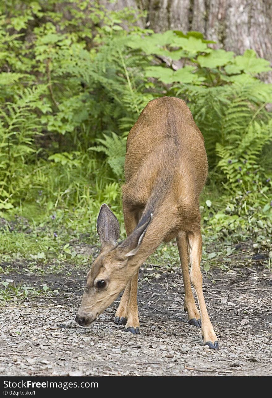 Deer grazing in forest.