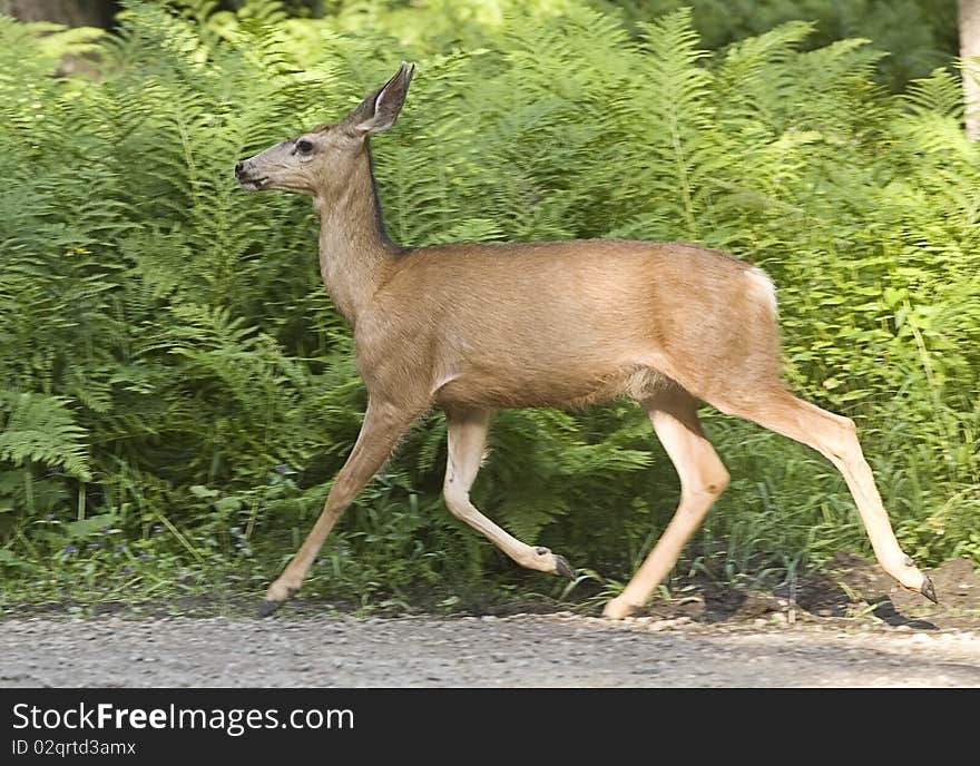 Deer moves along in woods.