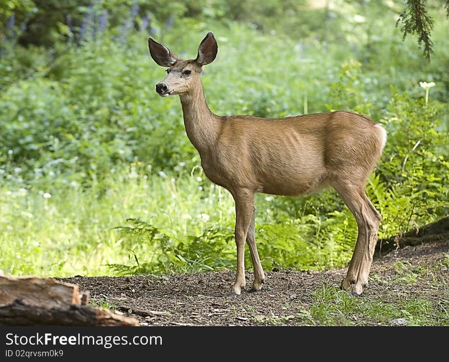 Side portrait of a deer.