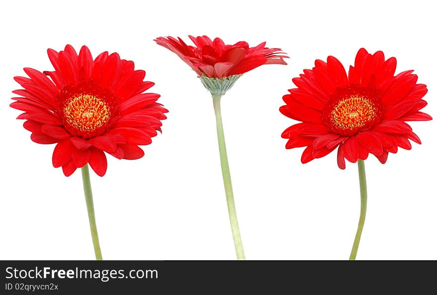 Red gerbera blooms on white background. Red gerbera blooms on white background