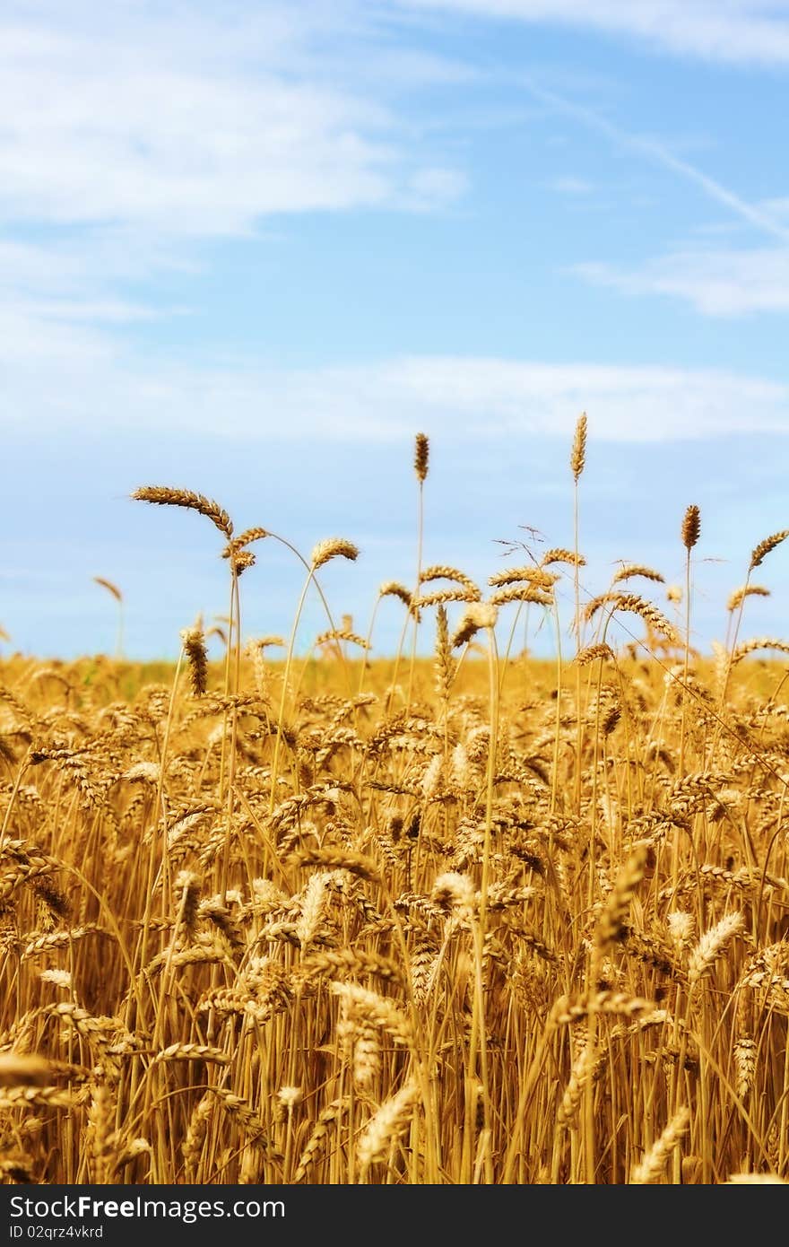 Ripe wheat in the field. Ripe wheat in the field.