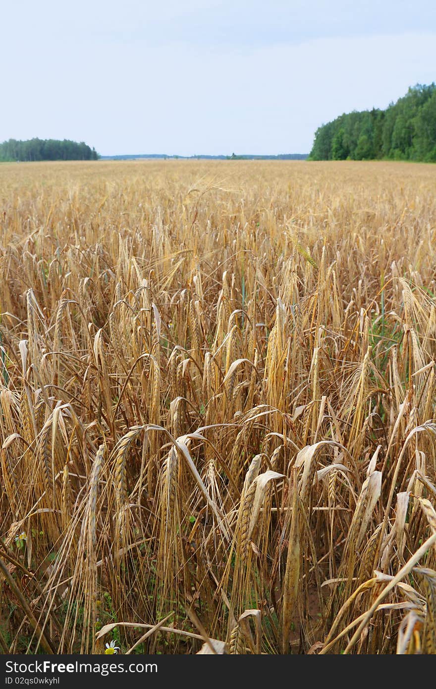 Ripe rye in the field. Ripe rye in the field.