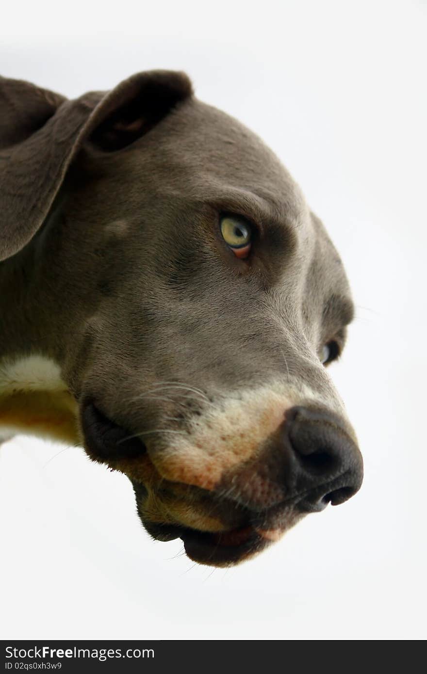 Head shot of a Great Dane looking down