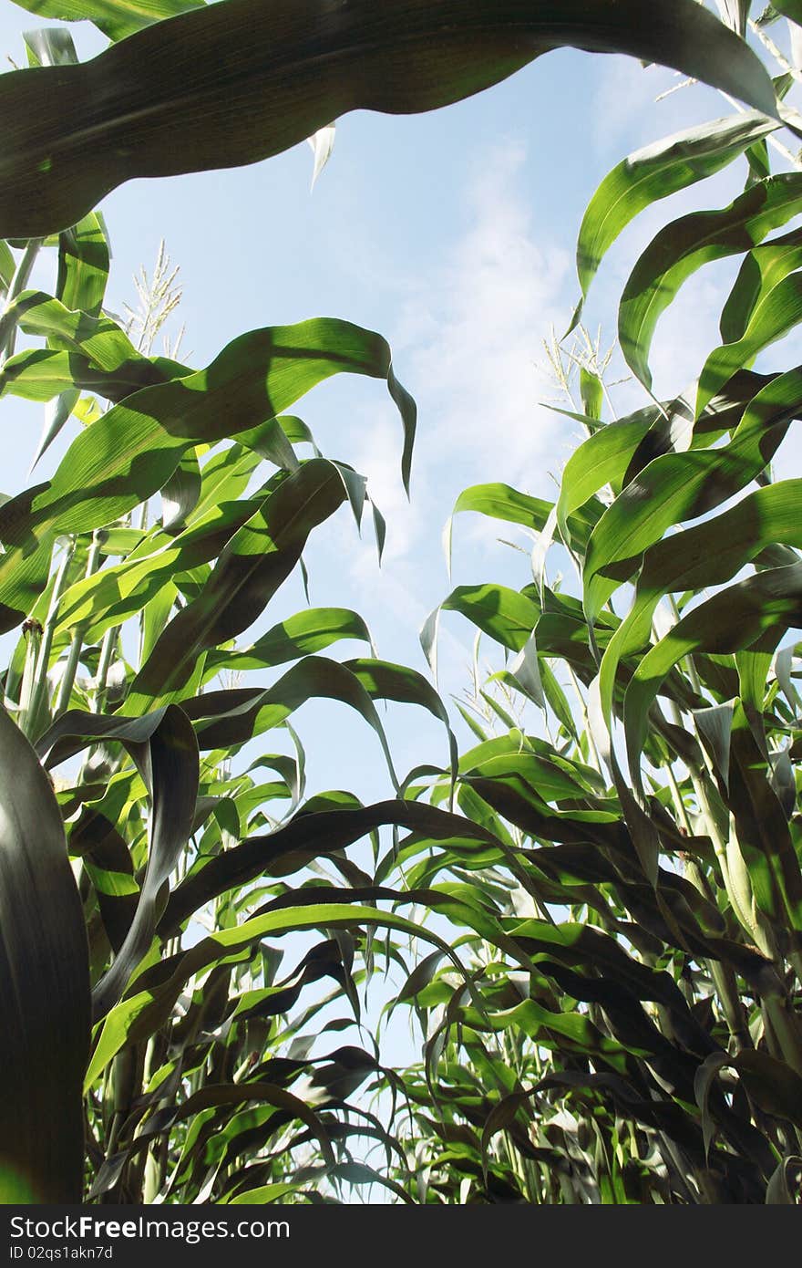 Corn stems on the blue sky. Corn stems on the blue sky.