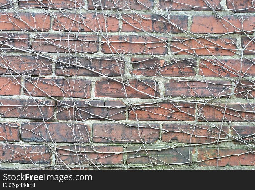 Red brick wall tree root