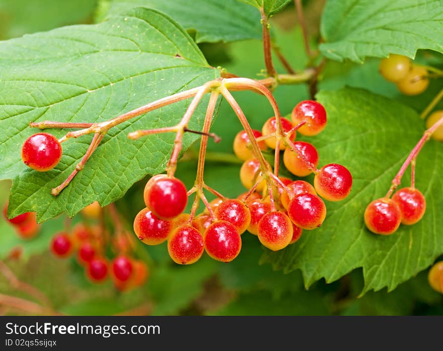 Bunches of red snowball tree berries (Viburnum opulus)