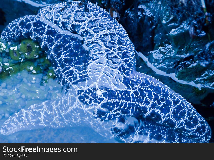 Starfish lurks in tidepool on California Coast. Starfish lurks in tidepool on California Coast