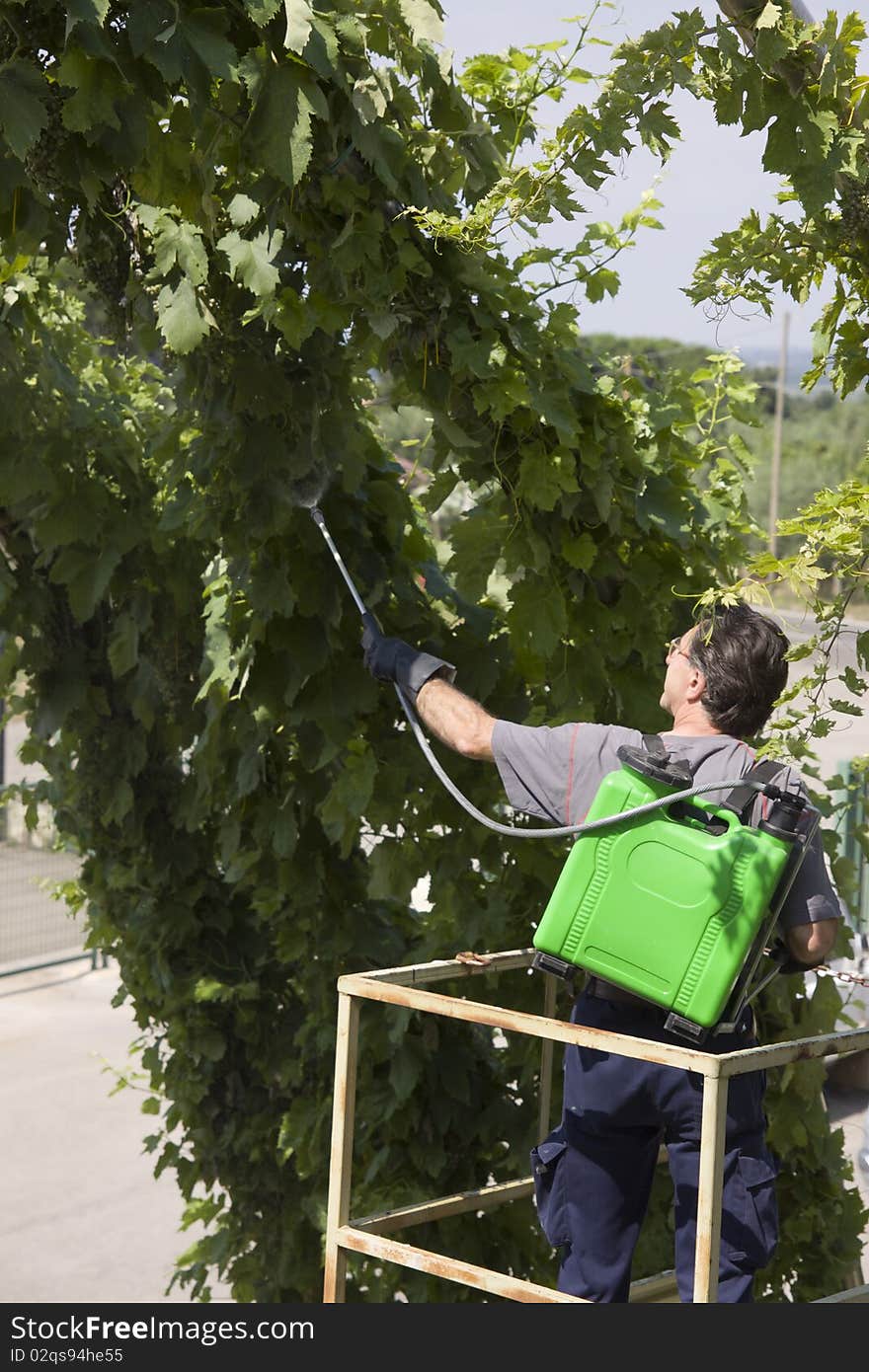 A farmer watering grapes before harvesting