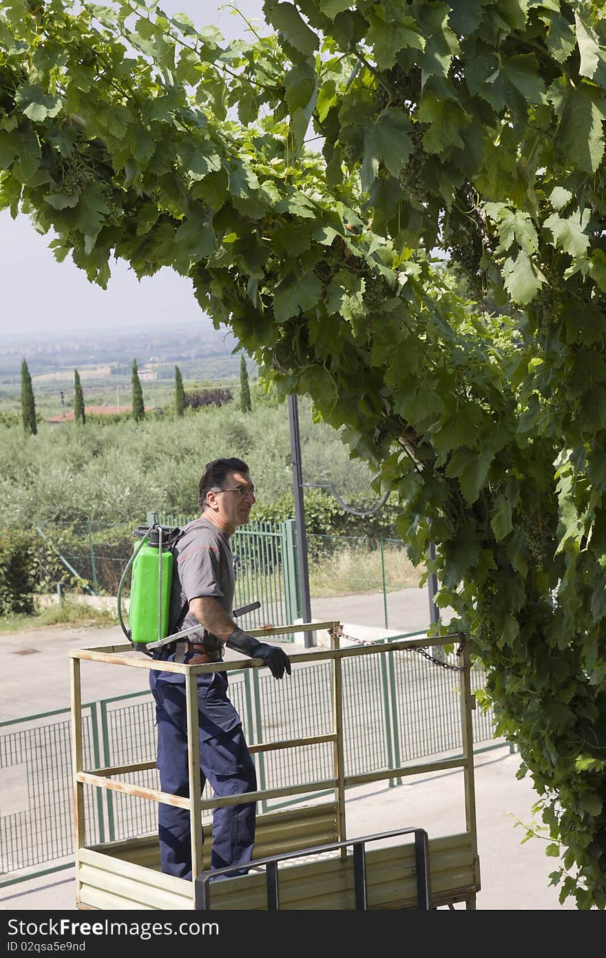 An agriculture worker watering the grapes before the harvesting. An agriculture worker watering the grapes before the harvesting