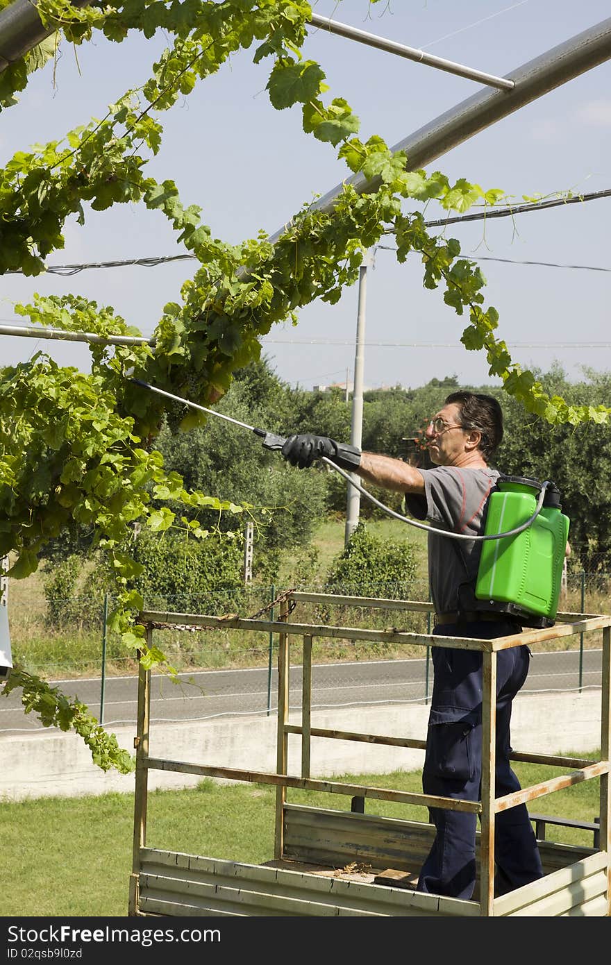 Watering the grapes