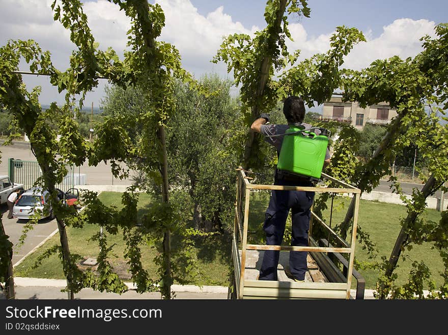 Watering grapes