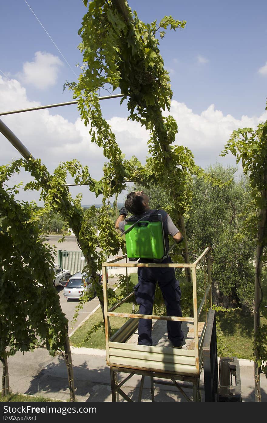 Watering Grapes