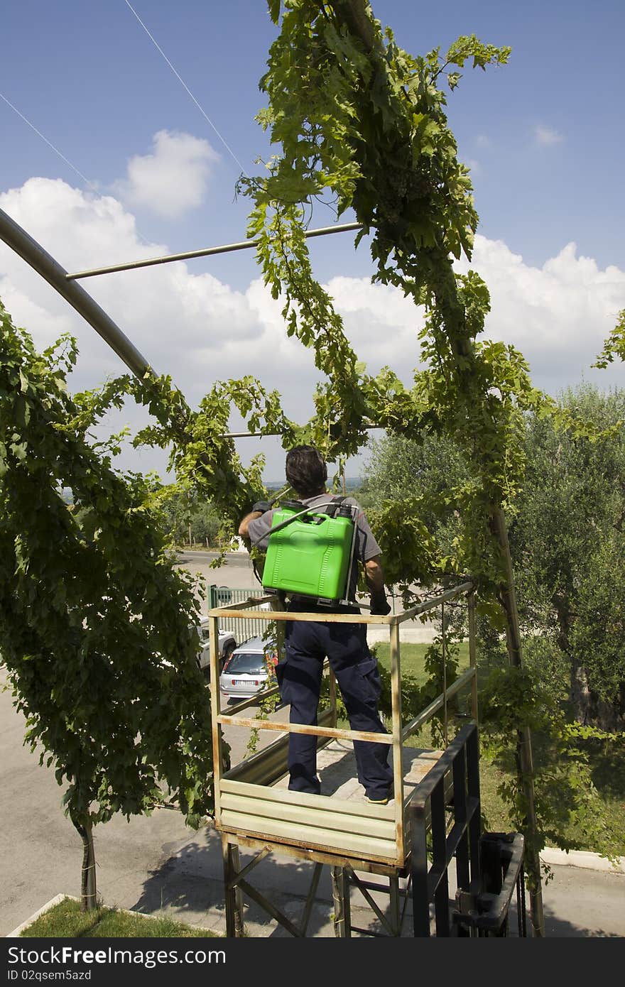 Watering Grapes