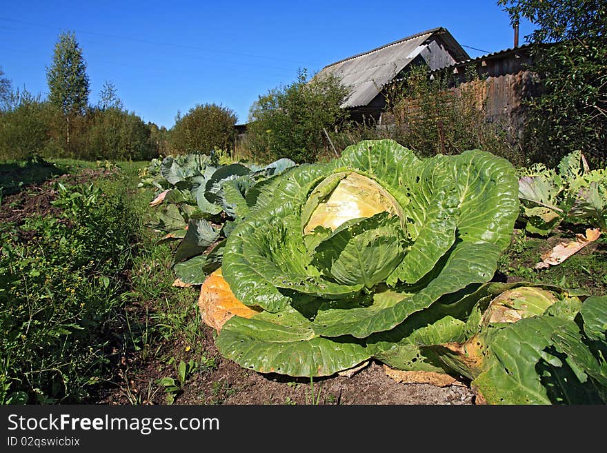 Green cabbage on rural garden