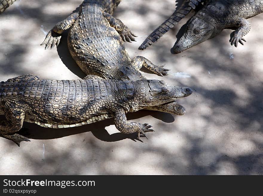 The Crocodile Farm in Namibia