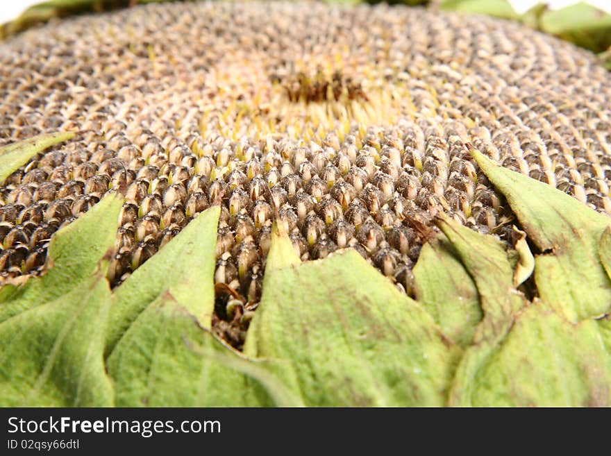 Fresh Sunflower in close up