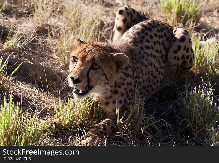 The Portrait of The Beautiful Cheetah