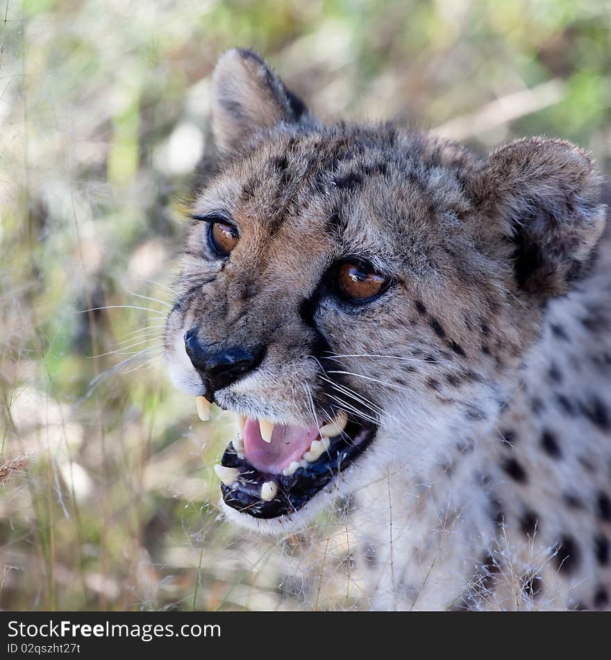 a beautiful cheetah