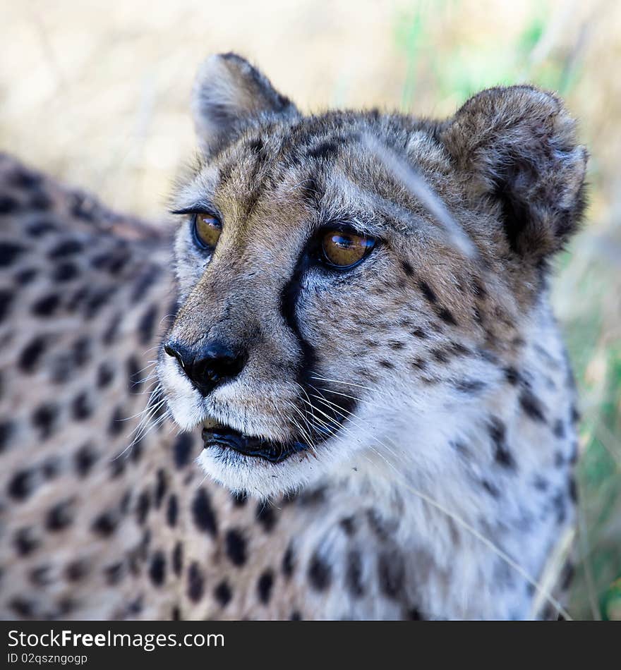 A Beautiful Cheetah