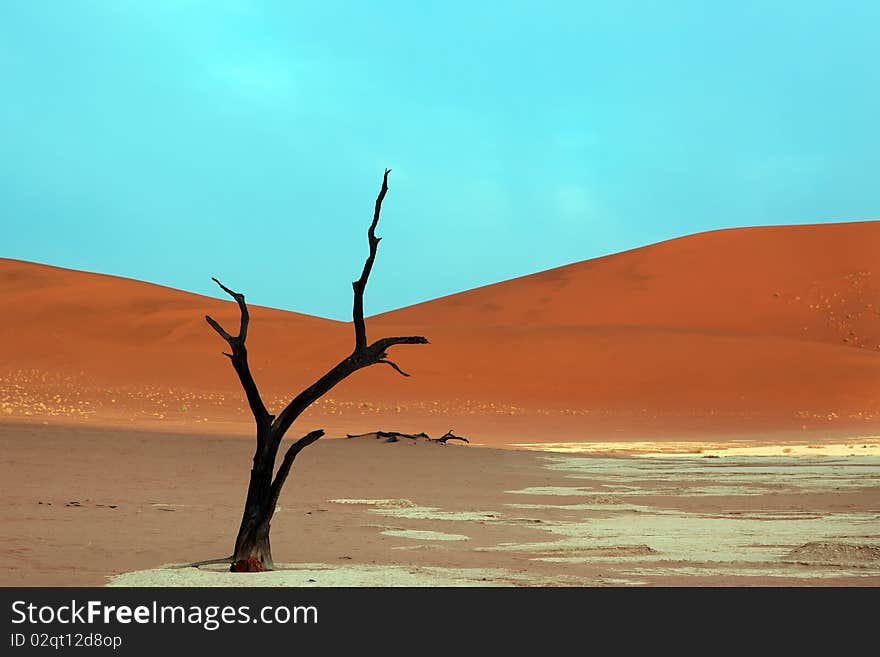 Dead acacia trees in desert