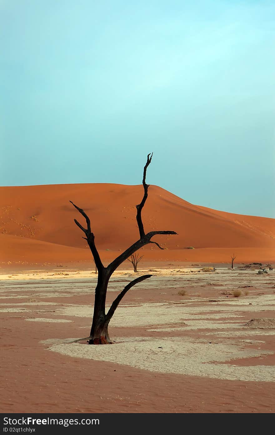 Dead acacia trees in desert, Dead Vlei, Namibia