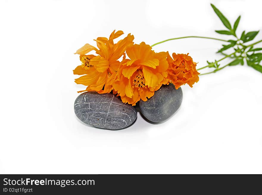 Seashells, stones and orange flower isolated on white background. Seashells, stones and orange flower isolated on white background