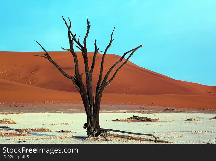 Dead acacia trees in desert, Dead Vlei, Namibia