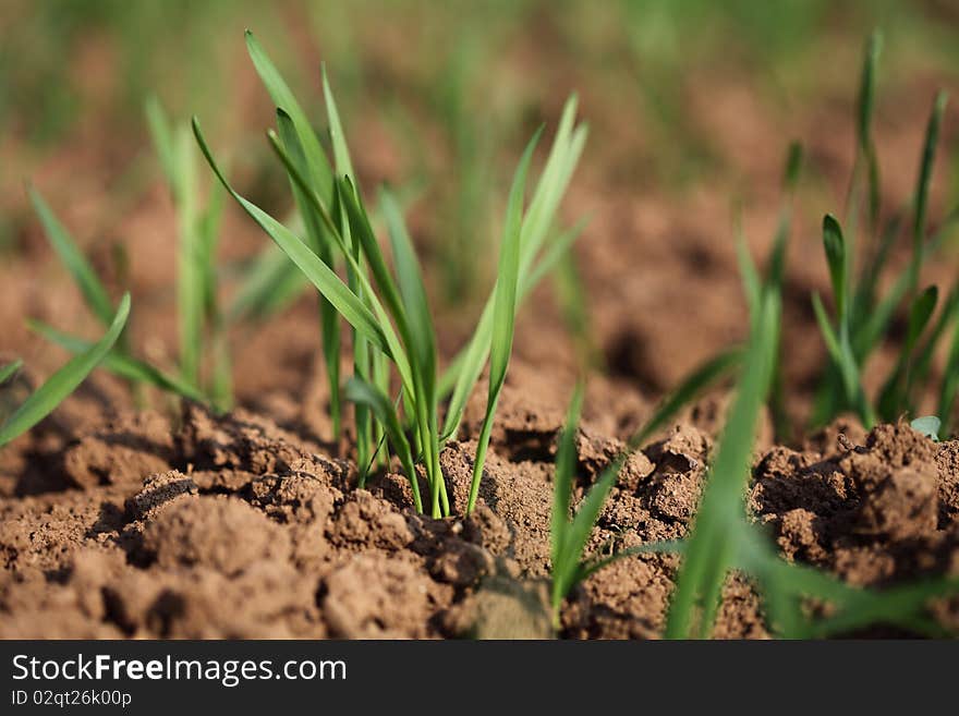 A young Seedling on a field