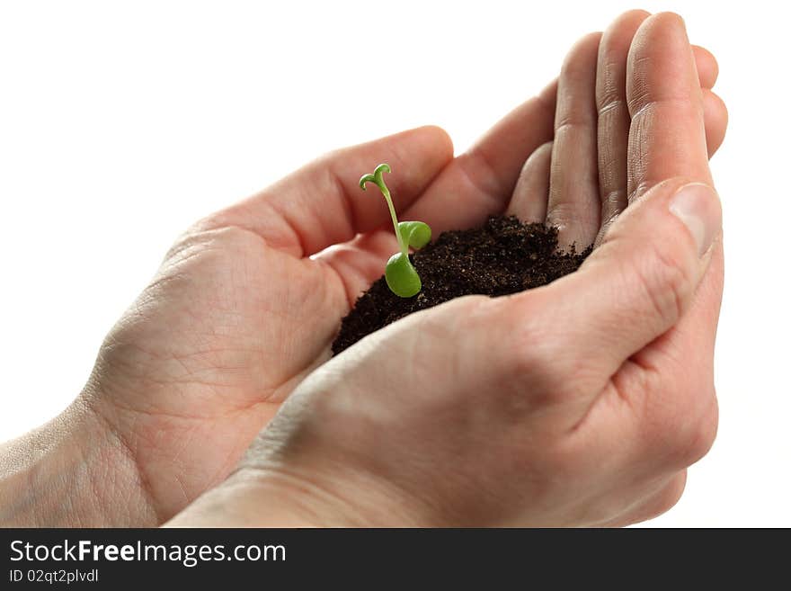 A hand is protecting a young plant. A hand is protecting a young plant