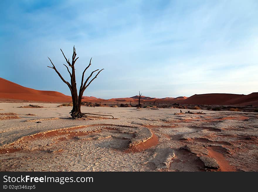 Dead acacia trees in desert